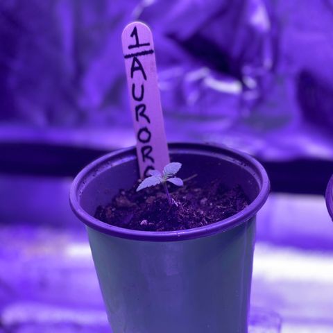 Unknown strain growlog photo: Here is the progress from just a week seed to maybe the beginning of vegetative stage?