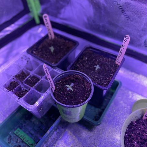 Unknown strain growlog photo: Here is the progress from just a week seed to maybe the beginning of vegetative stage?