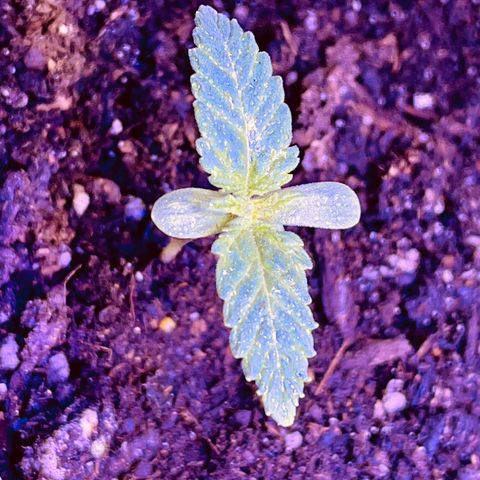 Unknown strain growlog photo: Here is the progress from just a week seed to maybe the beginning of vegetative stage?