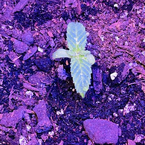 Unknown strain growlog photo: Here is the progress from just a week seed to maybe the beginning of vegetative stage?