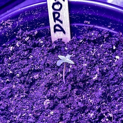 Unknown strain growlog photo: Here is the progress from just a week seed to maybe the beginning of vegetative stage?