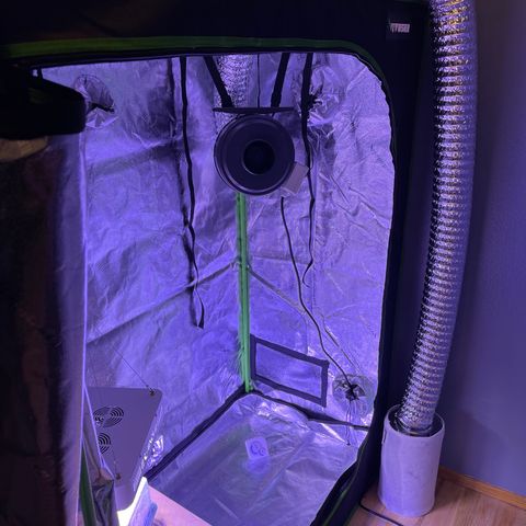 Unknown strain growlog photo: Here is the progress from just a week seed to maybe the beginning of vegetative stage?