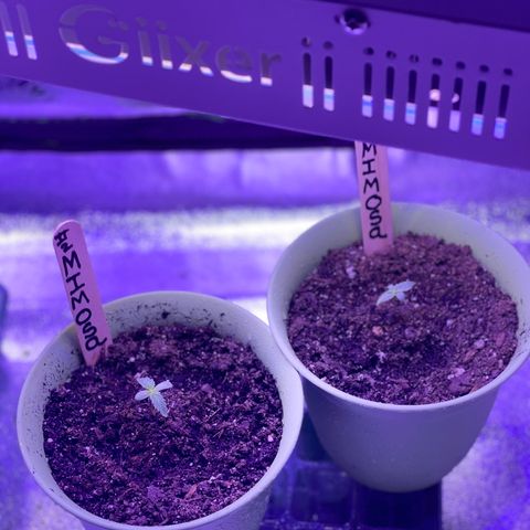 Unknown strain growlog timeline photo
