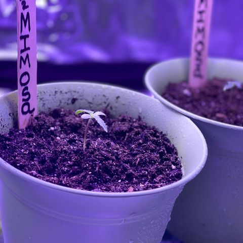 Unknown strain growlog timeline photo