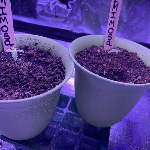 Unknown strain growlog timeline photo