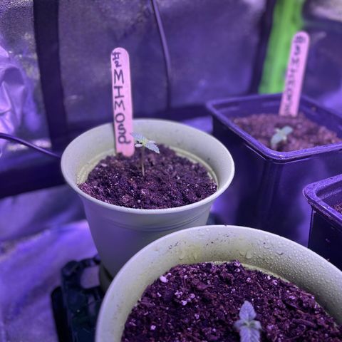 Unknown strain growlog timeline photo