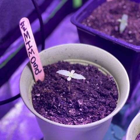 Unknown strain growlog timeline photo
