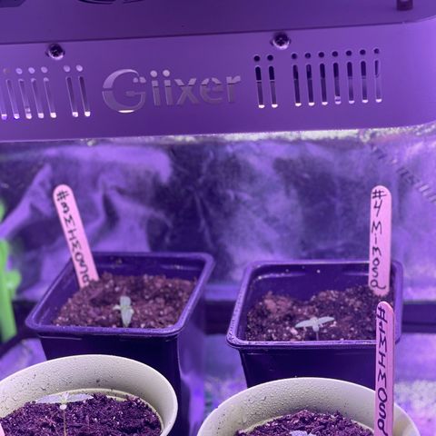 Unknown strain growlog timeline photo