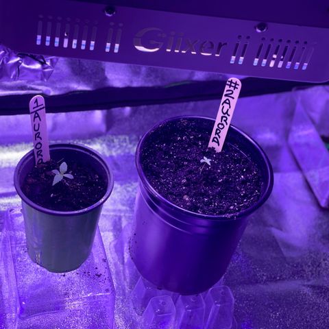 Unknown strain growlog timeline photo