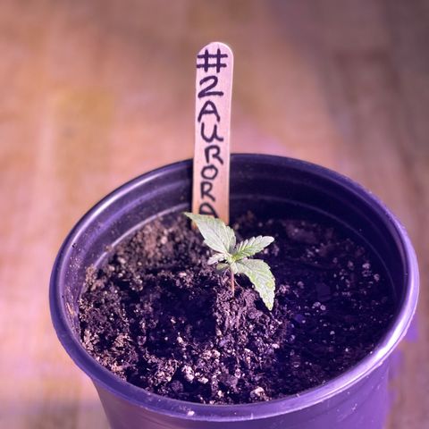 Unknown strain growlog photo: New pictures 