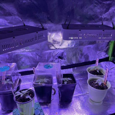 Unknown strain growlog photo: New pictures 