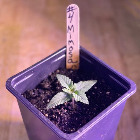 Unknown strain growlog photo: New pictures 