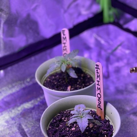 Unknown strain growlog photo: New pictures 