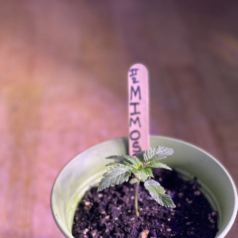 Unknown strain growlog photo: New pictures 