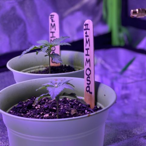 Unknown strain growlog photo: New pictures 