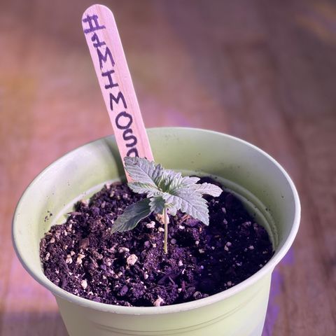 Unknown strain growlog photo: New pictures 