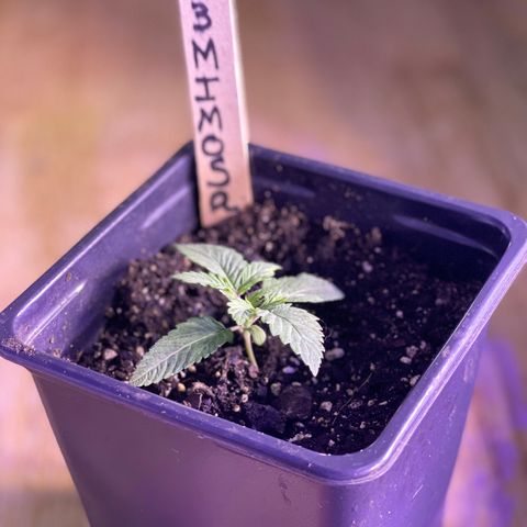 Unknown strain growlog photo: New pictures 