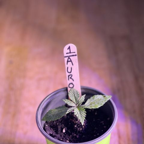 Unknown strain growlog timeline photo