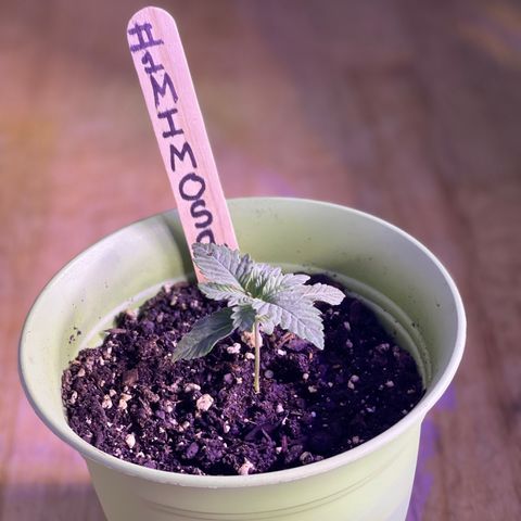 Unknown strain growlog timeline photo