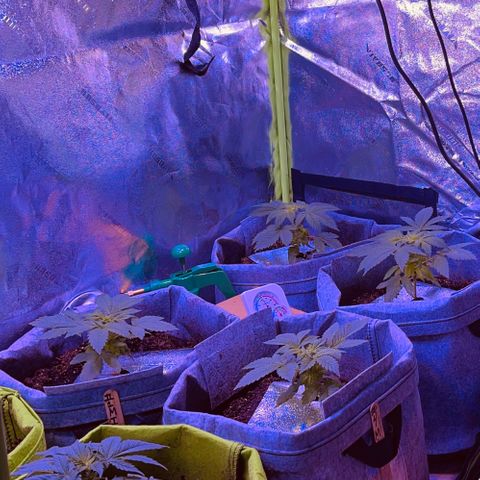Unknown strain growlog photo: Transfered the ladies into 7 gallon fabric containers in Fox Farm, organic soil, and organic miracle grow soil, and kelp powder.