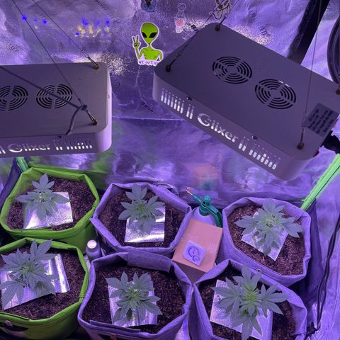 Unknown strain growlog photo: Transfered the ladies into 7 gallon fabric containers in Fox Farm, organic soil, and organic miracle grow soil, and kelp powder.