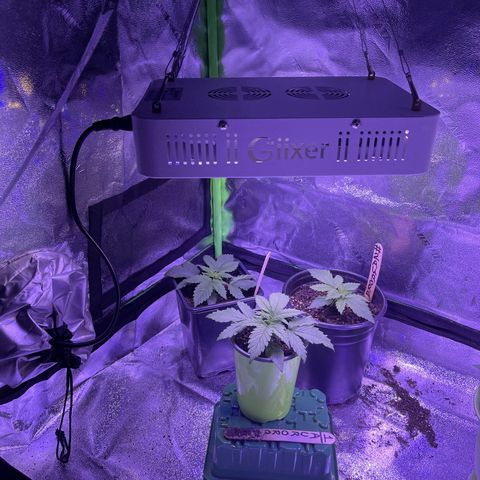 Unknown strain growlog photo: Transfered the ladies into 7 gallon fabric containers in Fox Farm, organic soil, and organic miracle grow soil, and kelp powder.