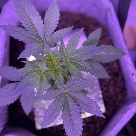 Unknown strain growlog photo: Transfered the ladies into 7 gallon fabric containers in Fox Farm, organic soil, and organic miracle grow soil, and kelp powder.
