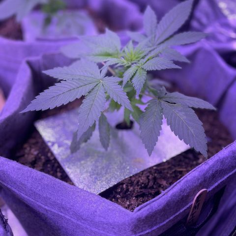 Unknown strain growlog photo: Transfered the ladies into 7 gallon fabric containers in Fox Farm, organic soil, and organic miracle grow soil, and kelp powder.