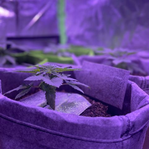 Unknown strain growlog photo: Transfered the ladies into 7 gallon fabric containers in Fox Farm, organic soil, and organic miracle grow soil, and kelp powder.