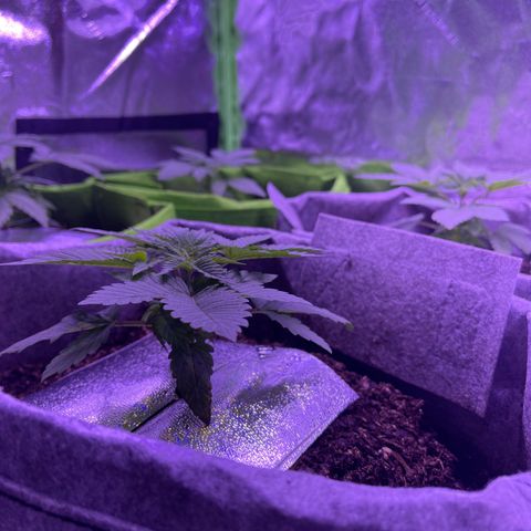 Unknown strain growlog photo: Transfered the ladies into 7 gallon fabric containers in Fox Farm, organic soil, and organic miracle grow soil, and kelp powder.