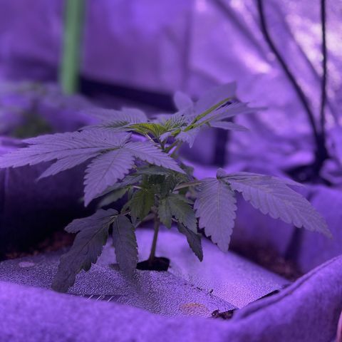 Unknown strain growlog photo: Transfered the ladies into 7 gallon fabric containers in Fox Farm, organic soil, and organic miracle grow soil, and kelp powder.