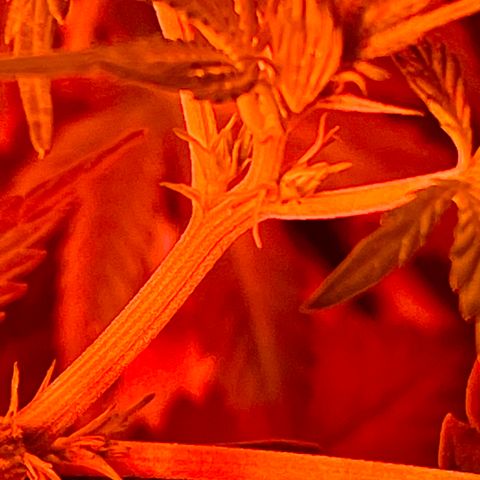 Unknown strain growlog timeline photo