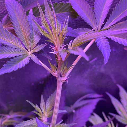 Unknown strain growlog timeline photo