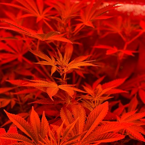 Unknown strain growlog timeline photo