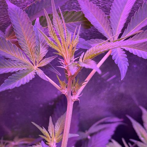 Unknown strain growlog timeline photo