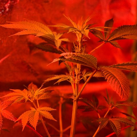 Unknown strain growlog timeline photo