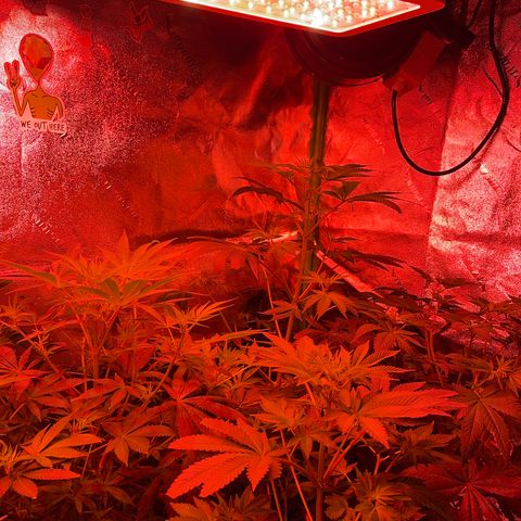 Unknown strain growlog timeline photo