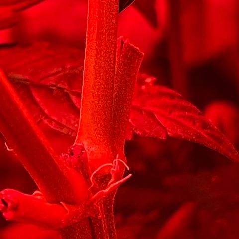 Unknown strain growlog timeline photo