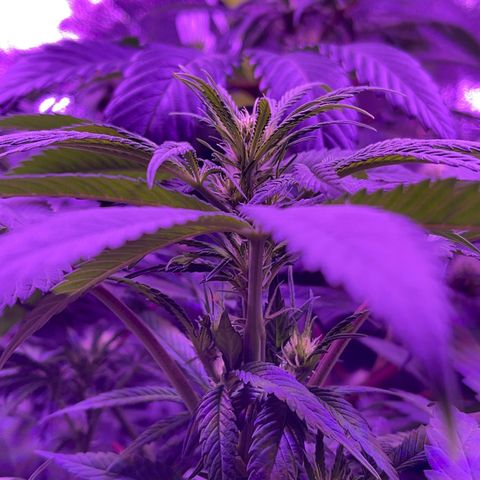Unknown strain growlog timeline photo