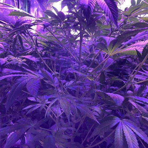 Unknown strain growlog timeline photo