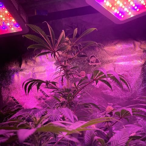 Unknown strain growlog photo: Mimosa #4, mimosa #3, mimosa #2, and mimosa #1 ( she is the only one cropped!)