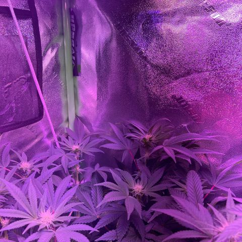 Unknown strain growlog photo: Mimosa #4, mimosa #3, mimosa #2, and mimosa #1 ( she is the only one cropped!)