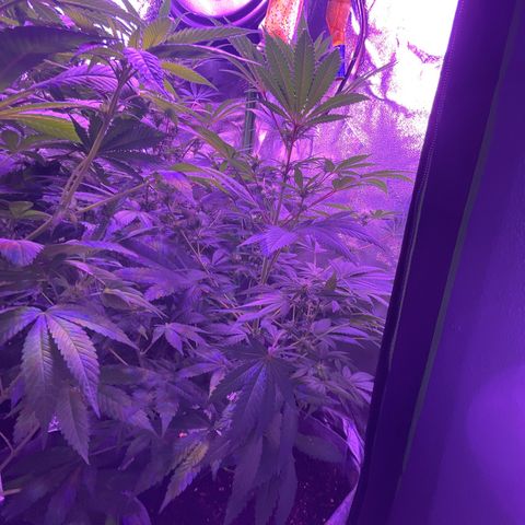 Unknown strain growlog photo: Mimosa #4, mimosa #3, mimosa #2, and mimosa #1 ( she is the only one cropped!)