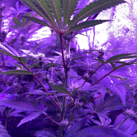 Unknown strain growlog photo: Mimosa #4, mimosa #3, mimosa #2, and mimosa #1 ( she is the only one cropped!)