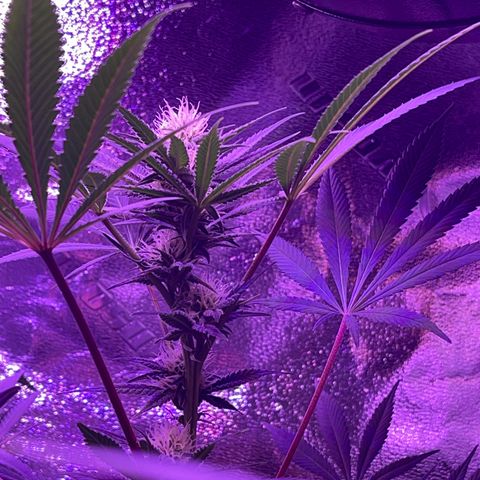 Unknown strain growlog photo: Mimosa #4, mimosa #3, mimosa #2, and mimosa #1 ( she is the only one cropped!)
