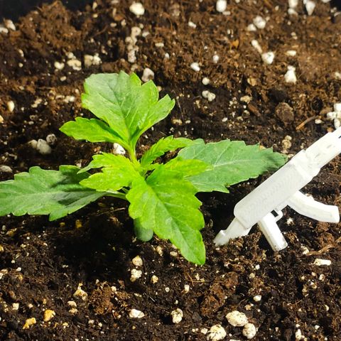 Auto AK Passion growlog timeline photo