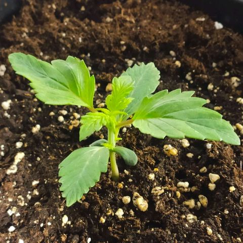 Easy Plant growlog timeline photo