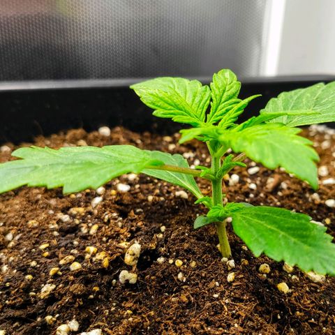 Easy Plant growlog timeline photo