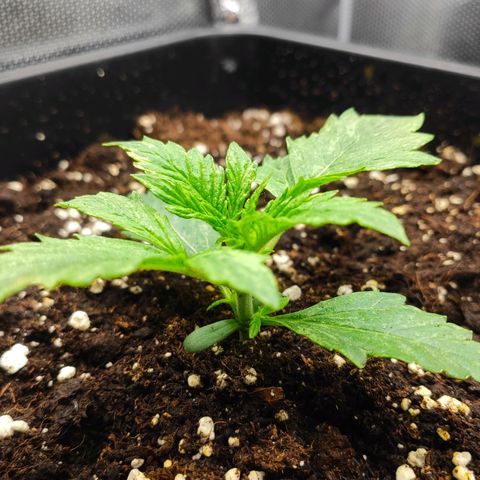 Auto AK Passion growlog timeline photo