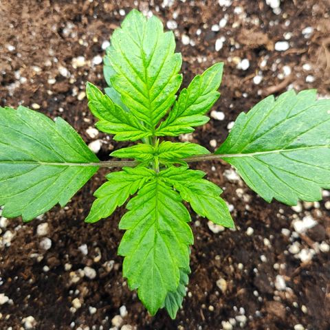 Easy Plant growlog timeline photo